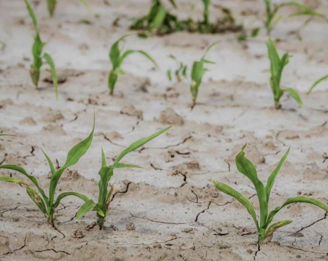 Минсельхоз обсуждает возможность введения условия страхования посевов для получения льготных кредитов, сообщила первый заместитель министра сельского хозяйства…
