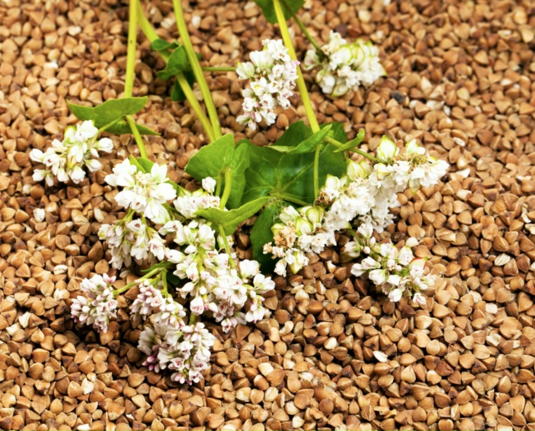 За 11 месяцев этого года Россия экспортировала почти 250 тыс. т гречихи на сумму более $64 млн. В сравнении с аналогичным периодом прошлого года объем отгрузок…