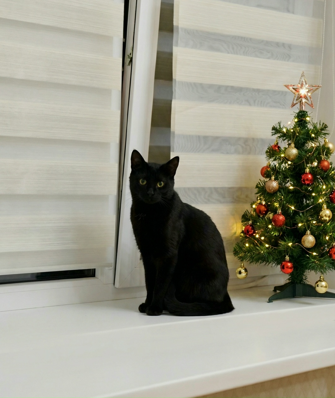 Нельзя просто так взять и прекратить радовать вас фото кота Бурака. Это будет его первый Новый год в России!