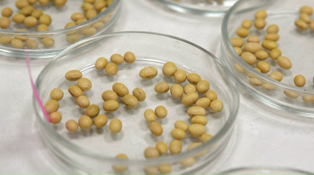 ГК «АгроТерра» запустила в Курской области завод по подработке и калибровке семян гибридов кукурузы и подсолнечника. Мощность предприятия – 460 тыс