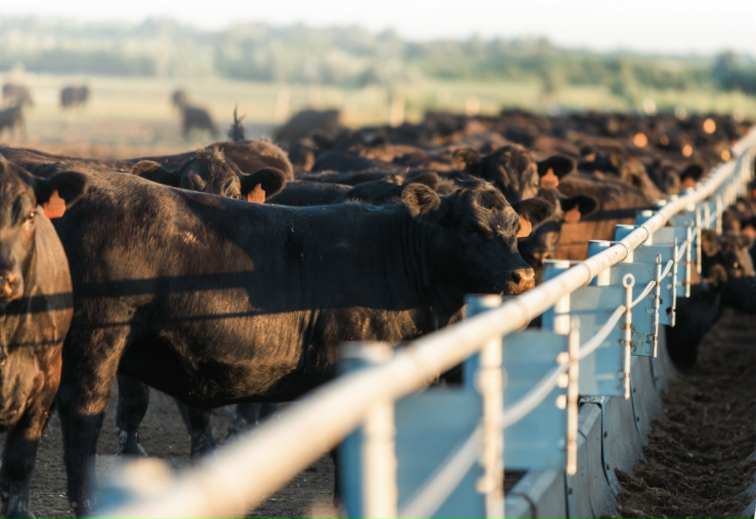 Разведение мясного крупного рогатого скота стало самым востребованным направлением для 65% получателей гранта «Агромотиватор» (программа грантовой поддержки…