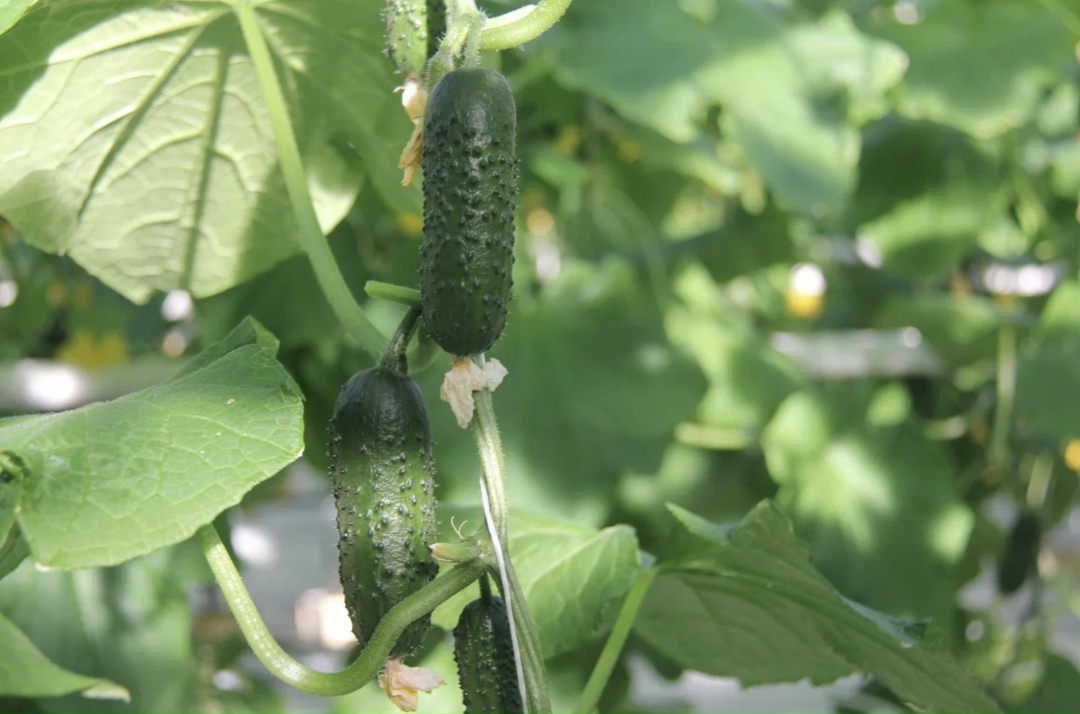 По итогам 2025 года объем производства тепличных овощей в Московской области достигнет 131 тыс. т, она занимает второе место в России в овощеводстве…