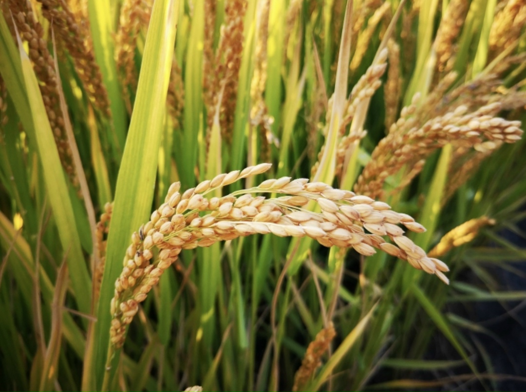 Валовой сбор риса по итогам 2025 года может приблизиться к рекордному уровню 2024 года — 1,26 млн т, прогнозирует Институт конъюнктуры аграрного рынка