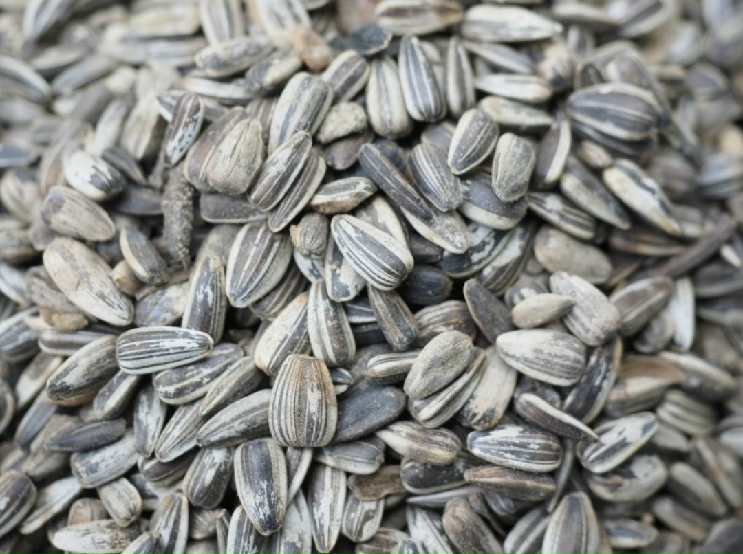 Пошлина на экспорт подсолнечного масла в январе 2026 года составит 9298 руб./т, что на 36,5% больше, чем в декабре. Для подсолнечного шрота Минсельхоз…