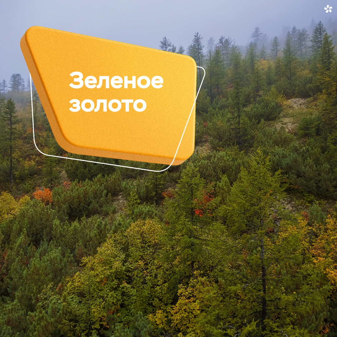 Пока природа в зимней спячке, мы подводим итоги по лесовосстановлению.