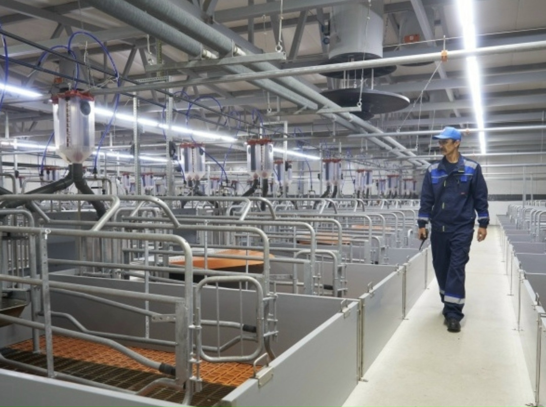 Свиноводческое предприятие группы «Продо» «Продо Омский бекон» запустило в эксплуатацию вторую очередь свинокомплекса «Чунаевский-2» в Омской области. Объект…