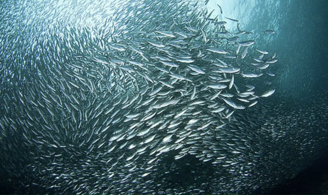 Подведомственный Росрыболовству Центр системы мониторинга рыболовства и связи (ЦСМС) в кооперации с российскими научными и профильными ИТ-организациями…