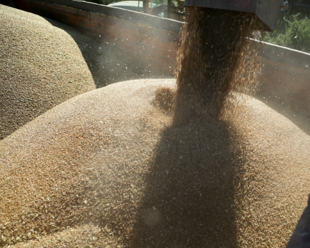 По предварительным данным Росстата, урожай пшеницы в этом году составил 91,4 млн т в чистом весе (без учета новых регионов) против 82,6 млн т в 2024-м. Ржи…