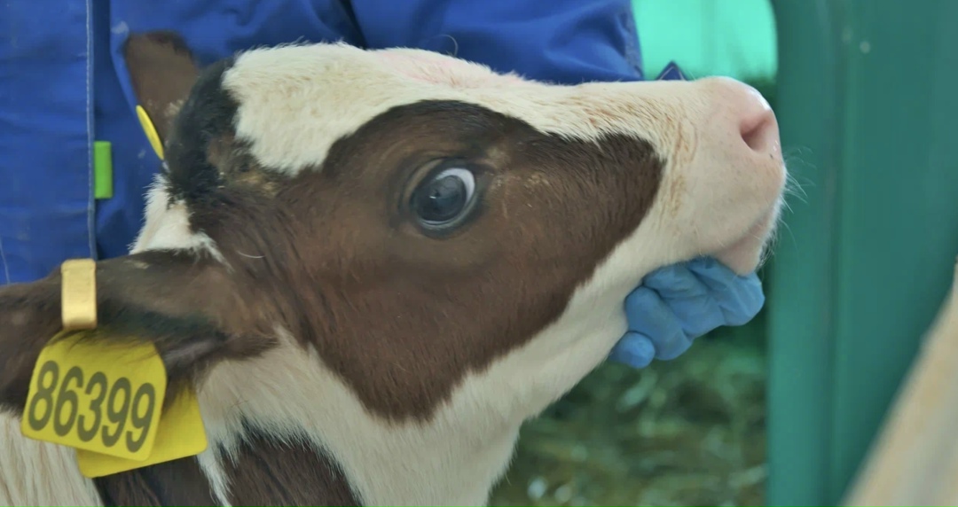 Президент Владимир Путин подписал закон, который меняет требования к специалистам, работающим с лекарствами для животных. Новый закон отменяет требование о…