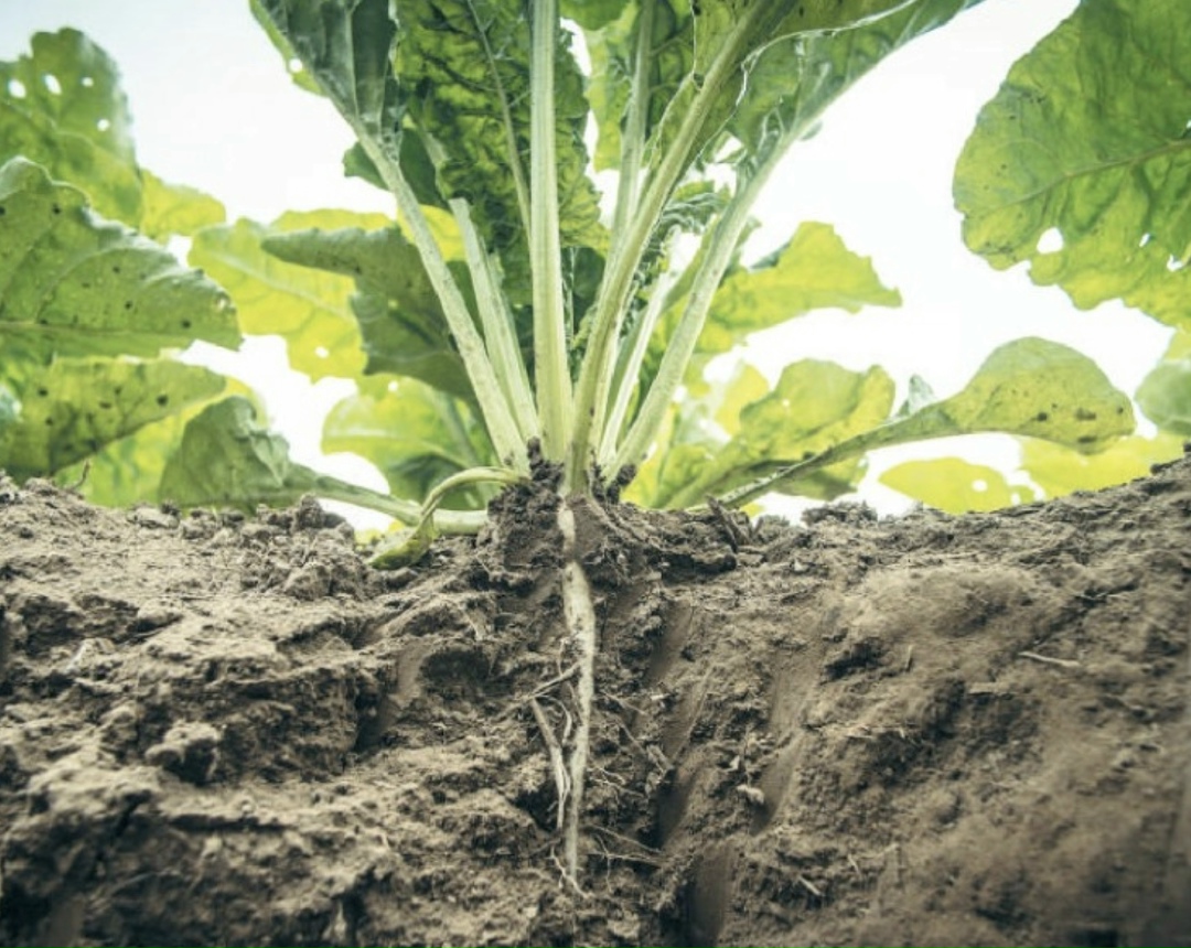 Минсельхоз распределил квоту на импорт семян из недружественных стран на 2026 год, за исключением части семян сахарной свеклы в объеме 900 кг. Согласно…