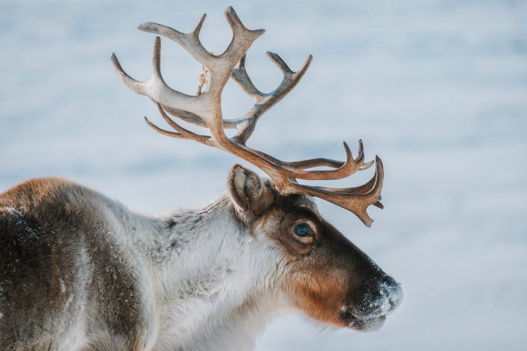 Арктика в центре столицы На Тверском бульваре в Москве при поддержке «Роснефти» и «Иннопрактики» открылась уличная фотовыставка «Притяжение Арктики»