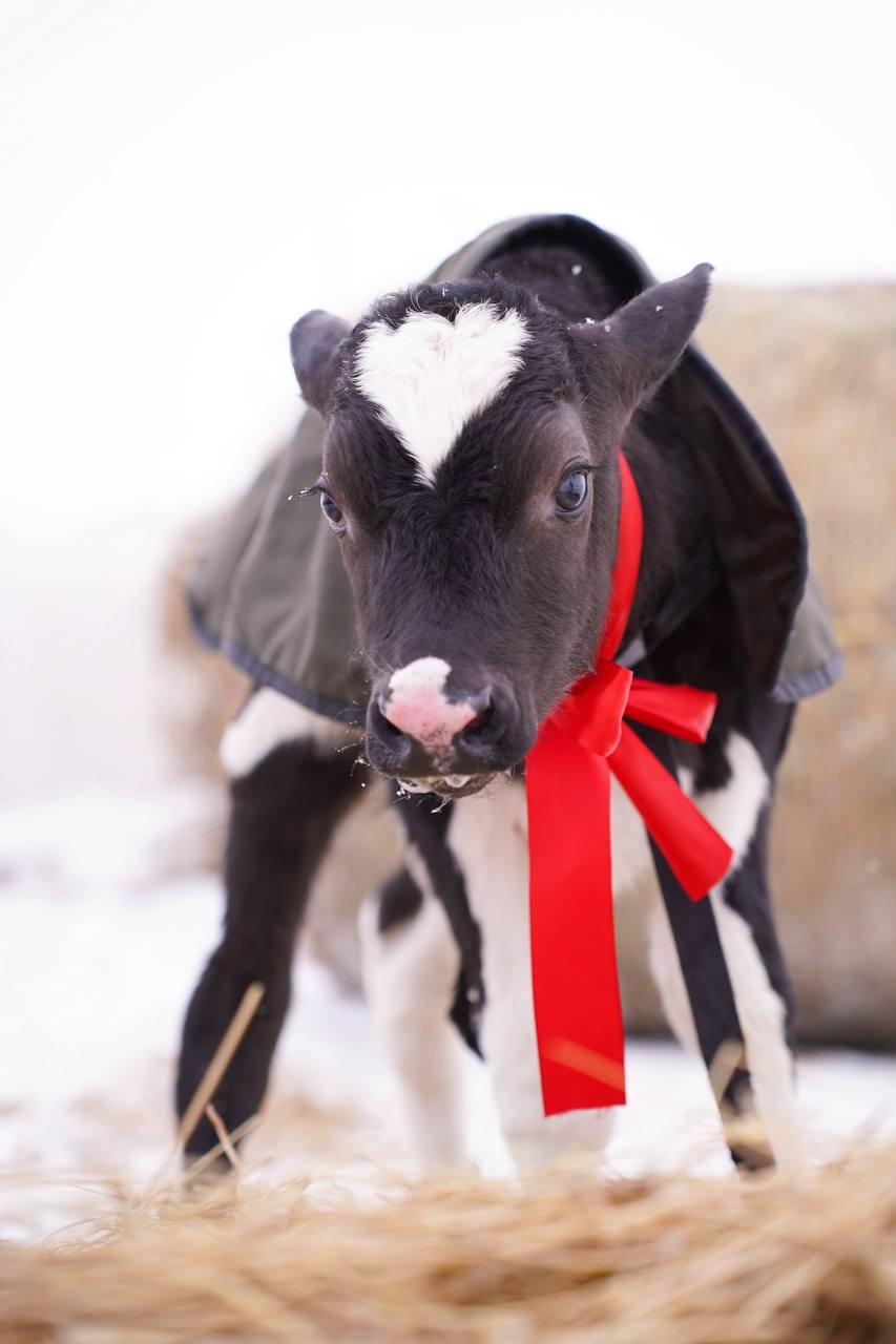 На роботизированной ферме «Никитино» (Нижегородская область) вывели новую породу КРС, которая получила название «нижегородская никитинская мясная». По…