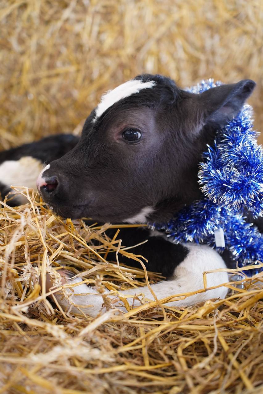 На роботизированной ферме «Никитино» (Нижегородская область) вывели новую породу КРС, которая получила название «нижегородская никитинская мясная». По…