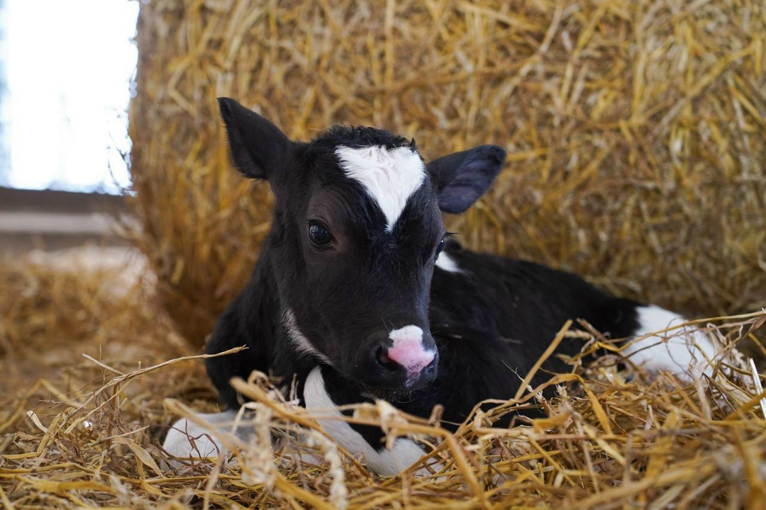 На роботизированной ферме «Никитино» (Нижегородская область) вывели новую породу КРС, которая получила название «нижегородская никитинская мясная». По…