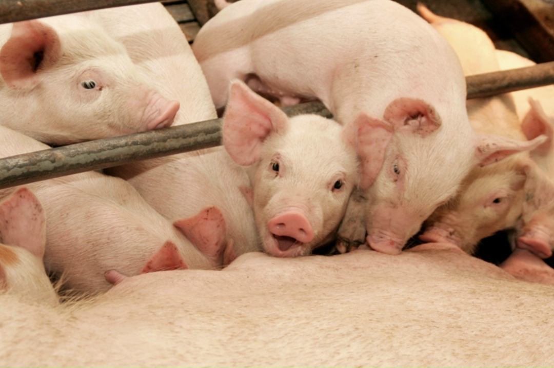 Главный вызов 2026 года для производителей свинины - возможное снижение цен на продукцию, которое может быть связано с уменьшением спроса, рассказал…