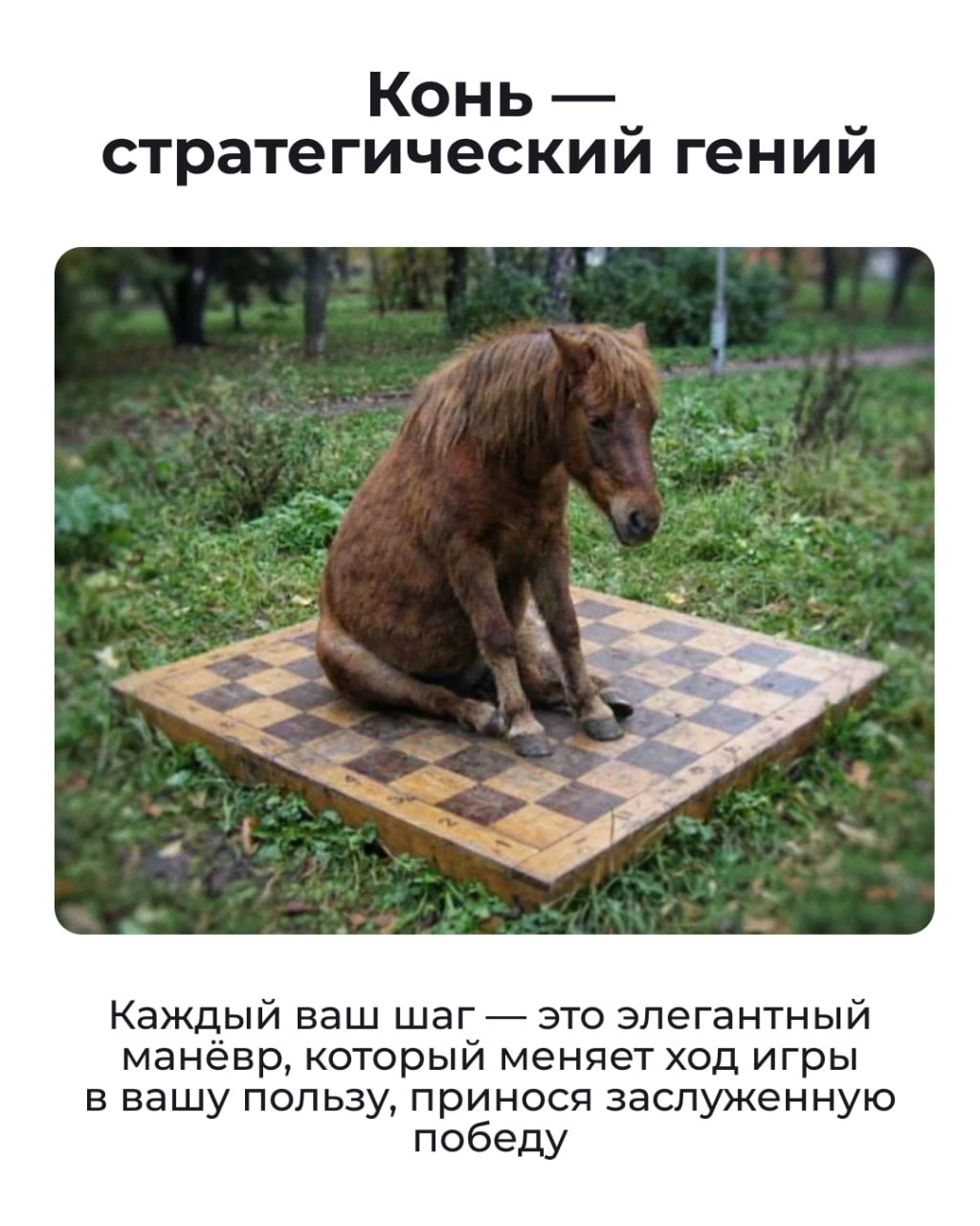 Состояние на начало 2026 года — Лошадь