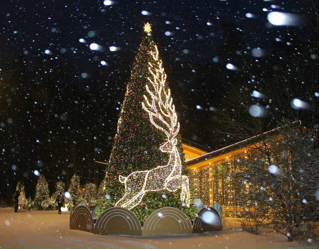 Приём заявок на конкурс «Ёлки России» продолжается