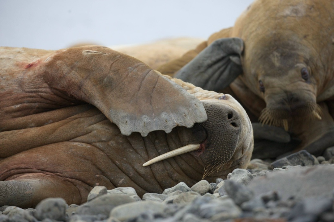 Знакомство с моржами Если моржам хорошо, значит природа региона в порядке — так говорят учёные