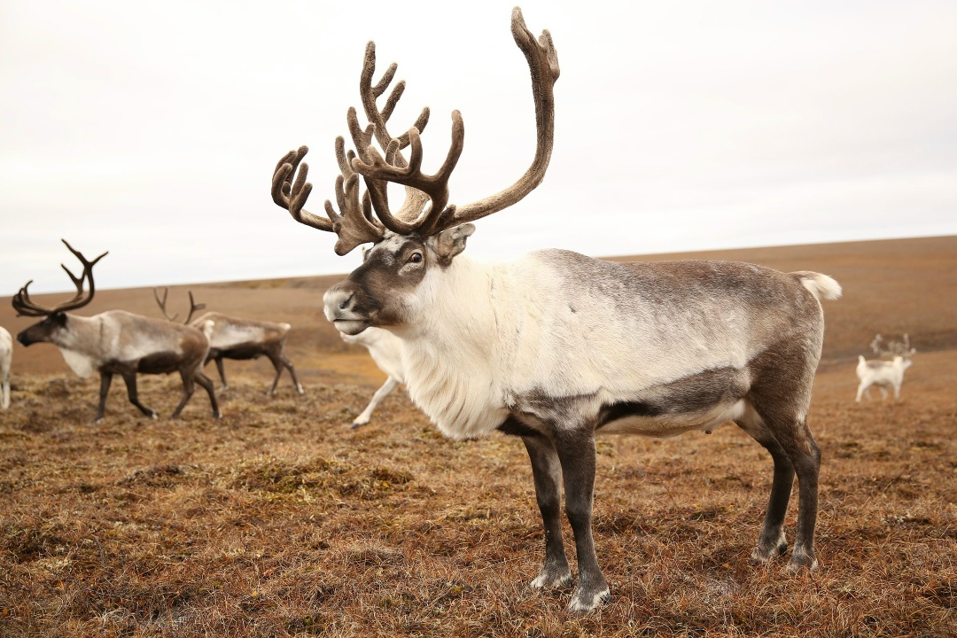 Они знают о зиме больше Деда Мороза