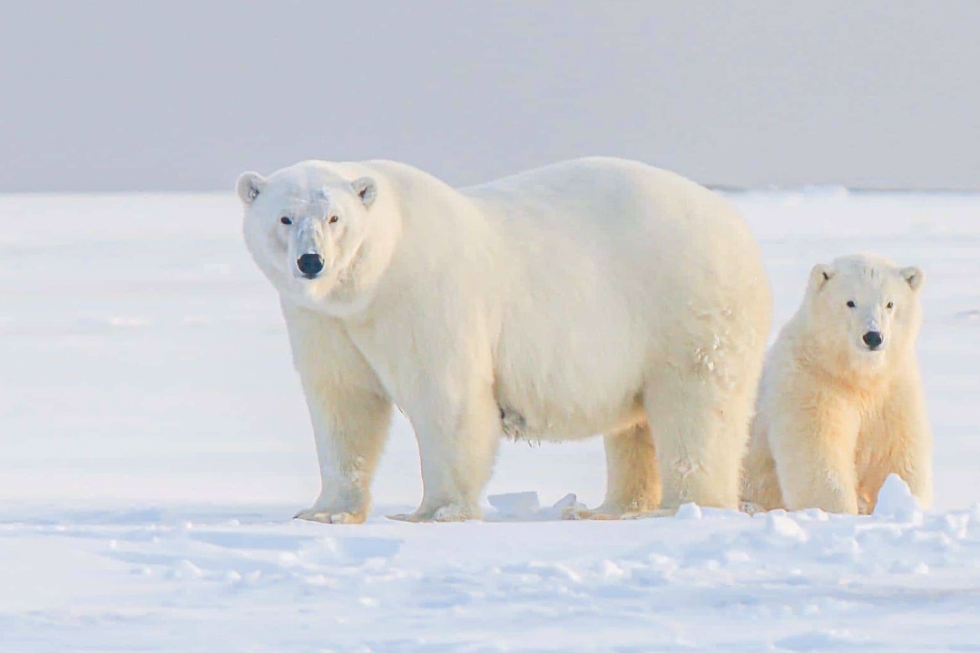 Они знают о зиме больше Деда Мороза