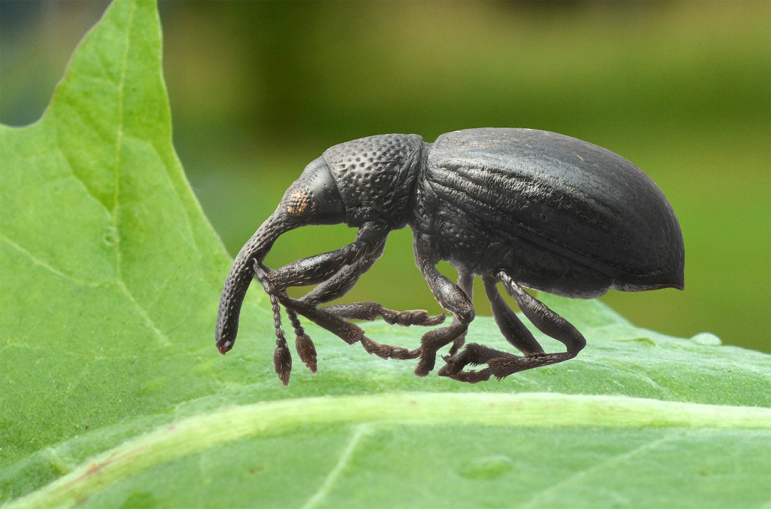 Они знают о зиме больше Деда Мороза