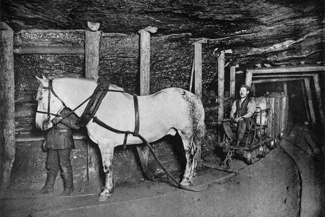 Они знают о зиме больше Деда Мороза