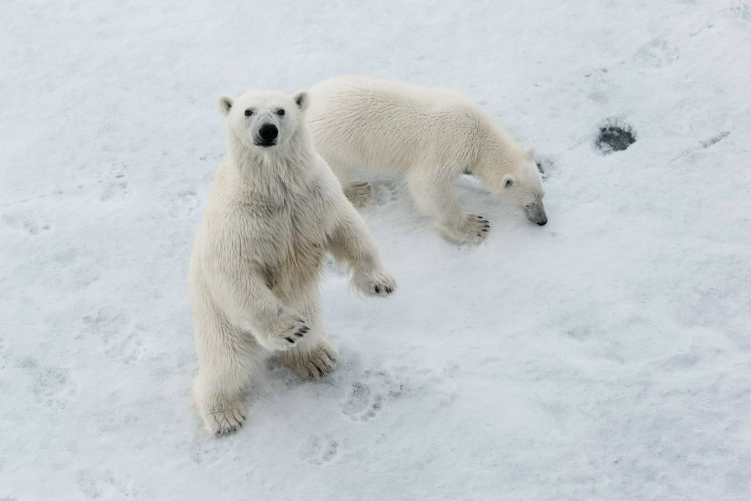 Новогодний маршрут от «Роснефти» Встречаемся на Тверском бульваре — здесь работает наша уличная фотовыставка «Притяжение Арктики»
