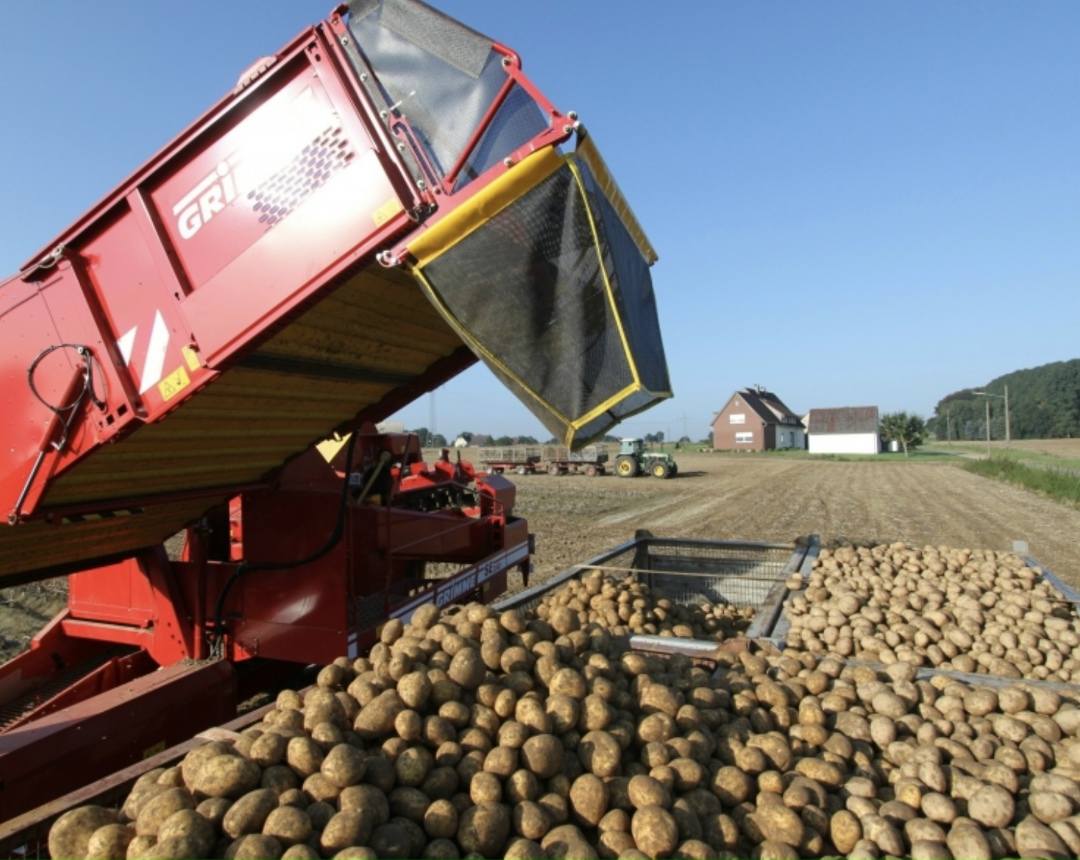 По предварительным данным Росстата, в 2025 году валовой сбор картофеля и овощей во всех хозяйствах составил 19,5 млн т (рост на 9,4%) и 13,8 млн т (минус 0,9%)…