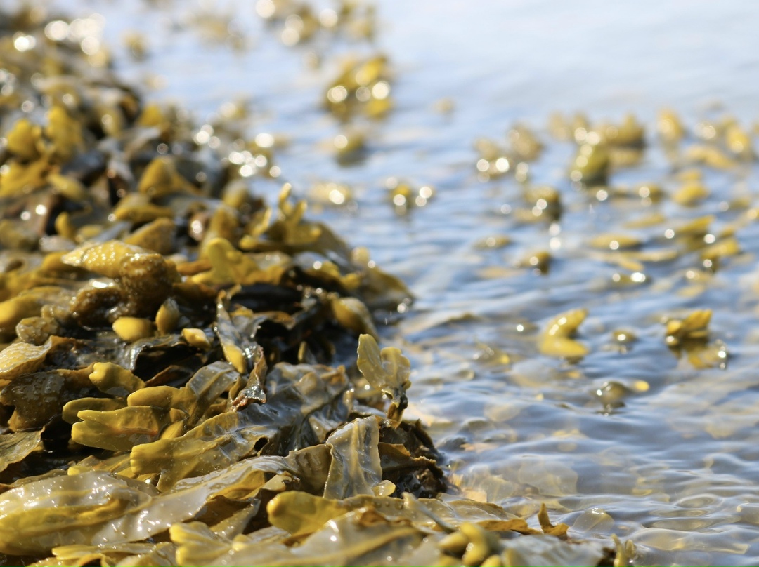 В рыбодобывающем секторе Карелии предприятия ежегодно вылавливают в зависимости от объемов выделяемых квот более 120 тыс. т водных биоресурсов, из которых…