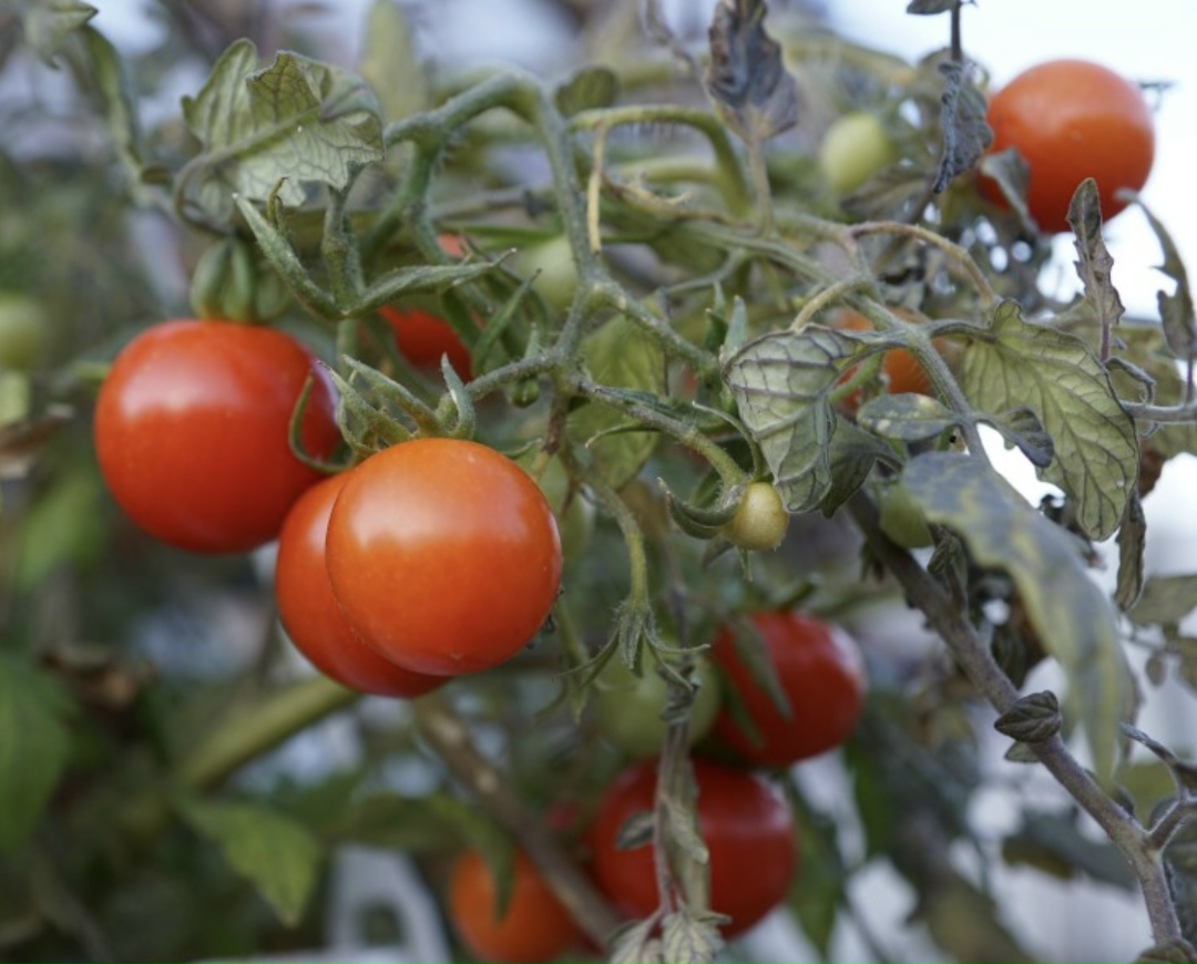 «Туровский тепличный комплекс» строит вторую очередь теплиц для выращивания томатов в подмосковном Серпухове. Действующий комплекс компании выпускает 5 тыс. т…