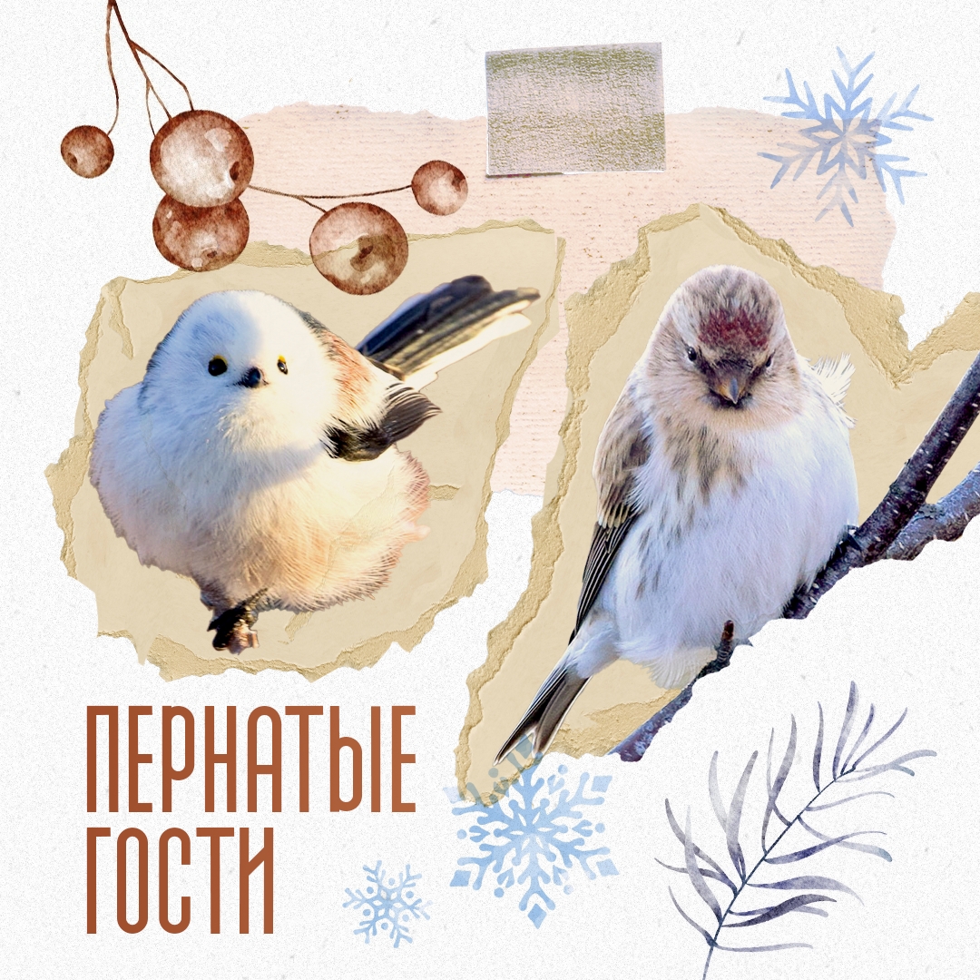 Представьте, существует чечетка, которую не станцуешь, и ополовник (так в старину называли половник), которым не наберешь суп. Потому что это названия птиц.