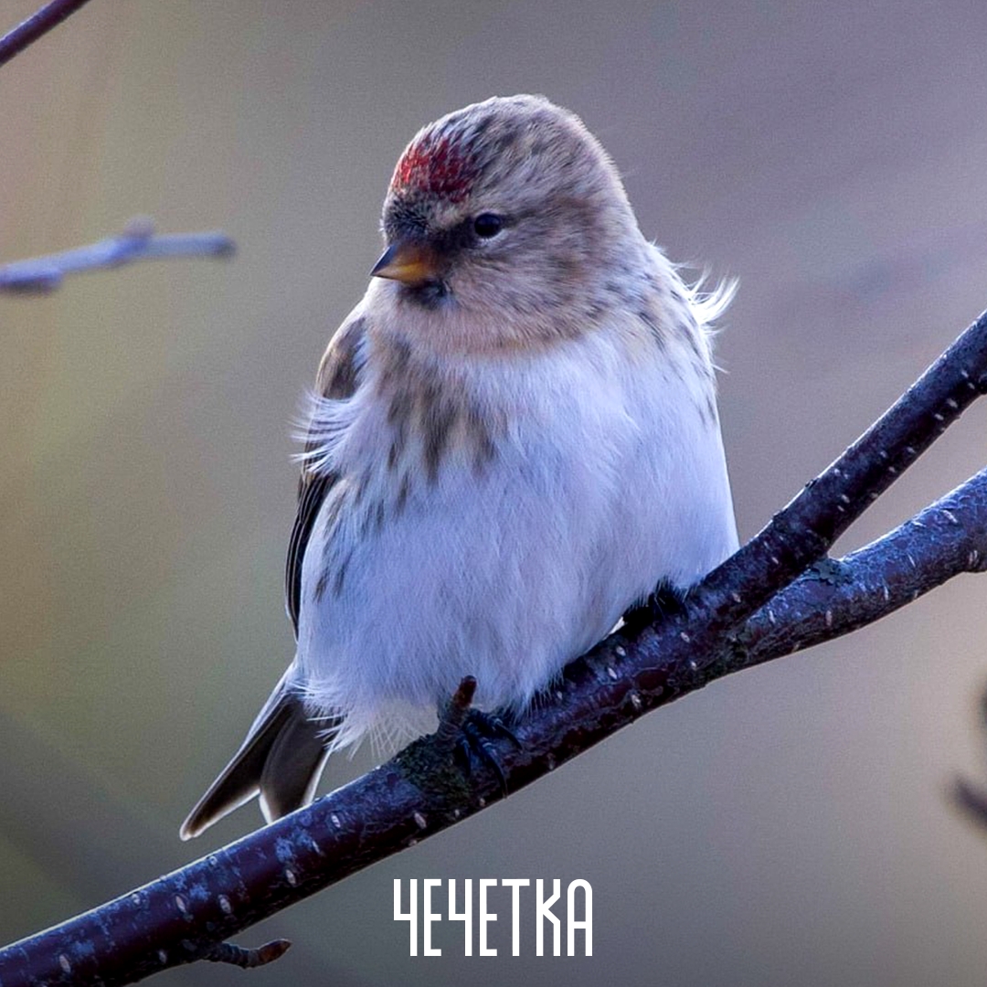 Представьте, существует чечетка, которую не станцуешь, и ополовник (так в старину называли половник), которым не наберешь суп. Потому что это названия птиц.