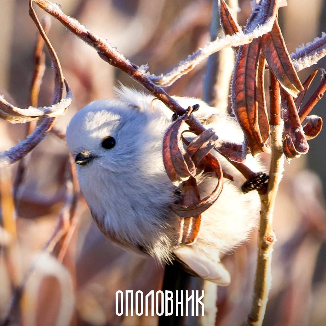 Представьте, существует чечетка, которую не станцуешь, и ополовник (так в старину называли половник), которым не наберешь суп. Потому что это названия птиц.