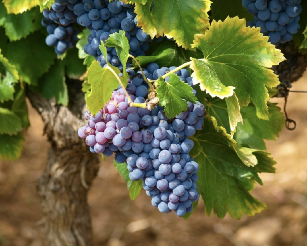 Урожай винограда в России в 2025 году снизился на 25-30% из-за весенних заморозков и летней засухи