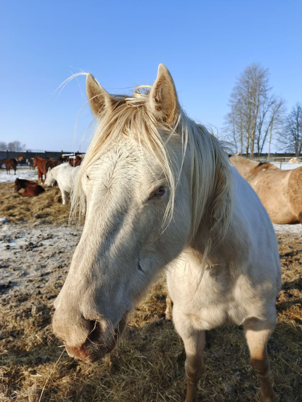 На специализированной конеферме «Мираторга» в Брянской области в прошлом году родился 51 жеребенок. Развитие коневодства является частью комплексной работы…