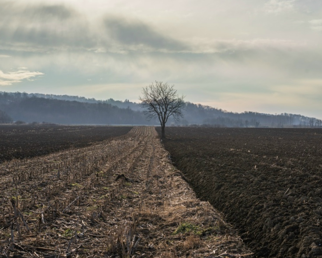 Как работает страховой полис на практике. Кейсы агропредприятий. Мнение руководителя «Центра страхования» Екатерины Парамзиной