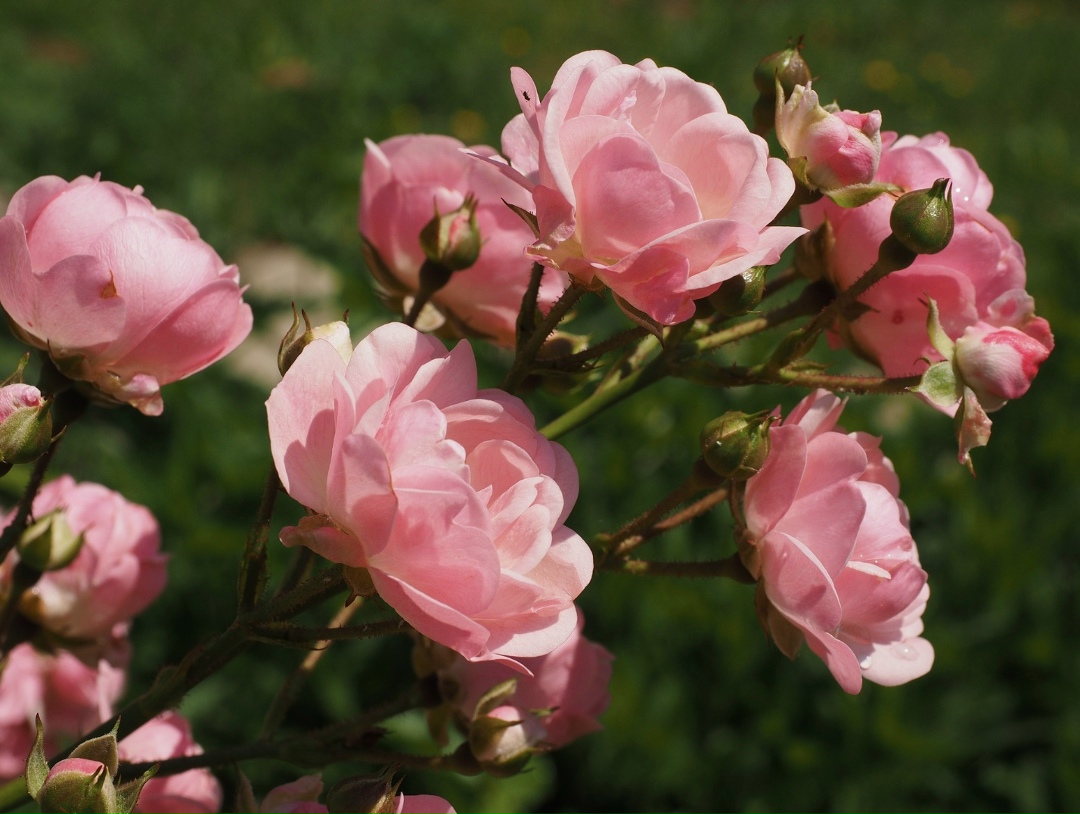В Мамадыше (Татарстан) завершилось строительство тепличного комплекса по выращиванию роз, его площадь составляет 1,1 га, открытие запланировано на февраль 2026…