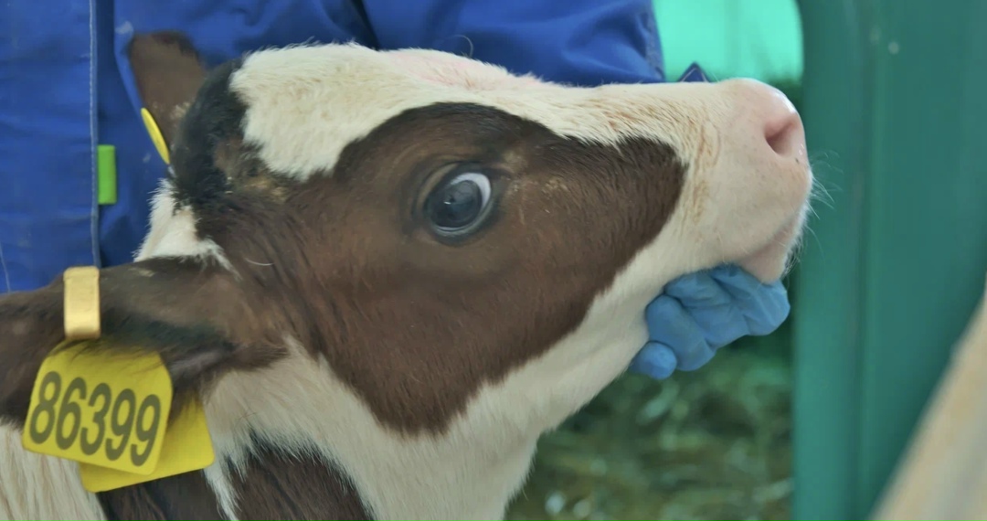 Центр развития перспективных технологий (ЦРПТ, оператор системы маркировки «Честный знак») и Россельхознадзор разрабатывают механизм, который позволит…