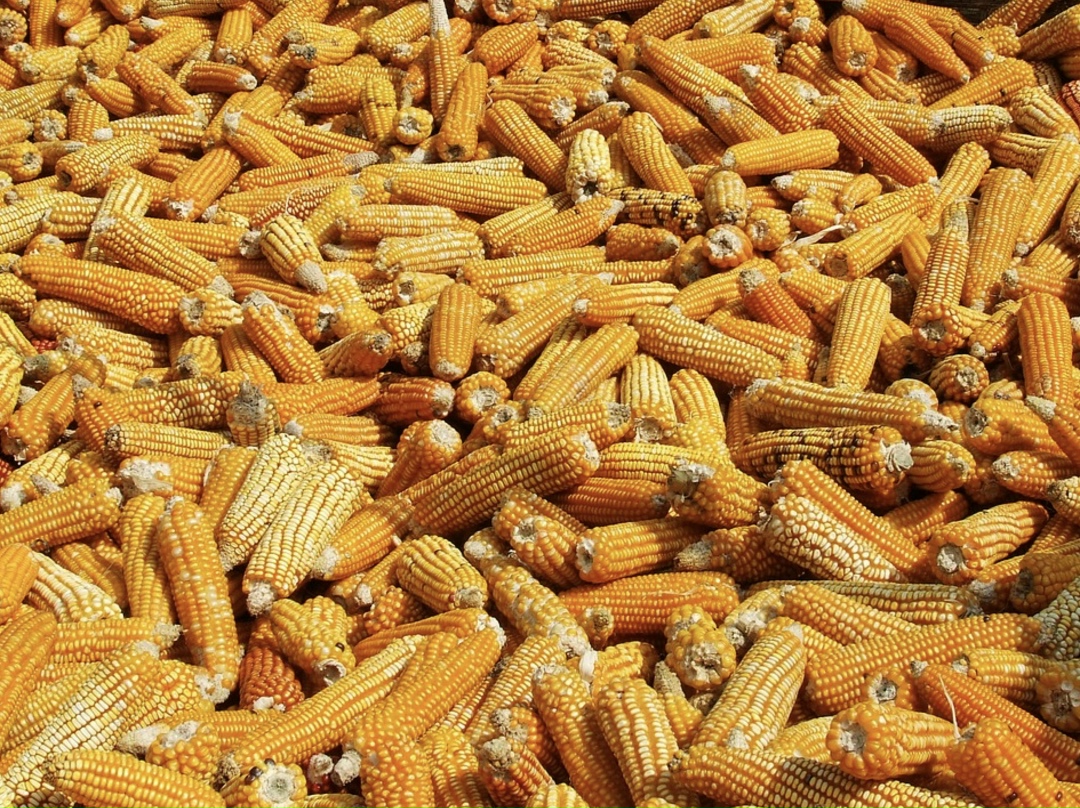 Компания Shengtai Biotech, подконтрольная китайской Fufeng Group, начала заключать контракты на покупку кукурузы в Саратовской области для своего предприятия в…