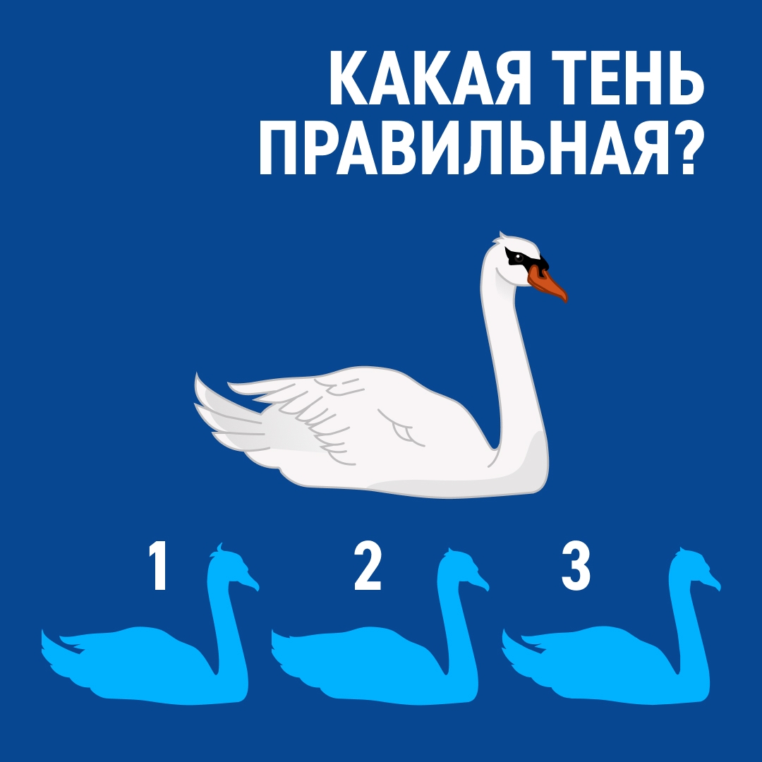 Лебедь — символ грации, персонаж сказок, мифов и народных преданий