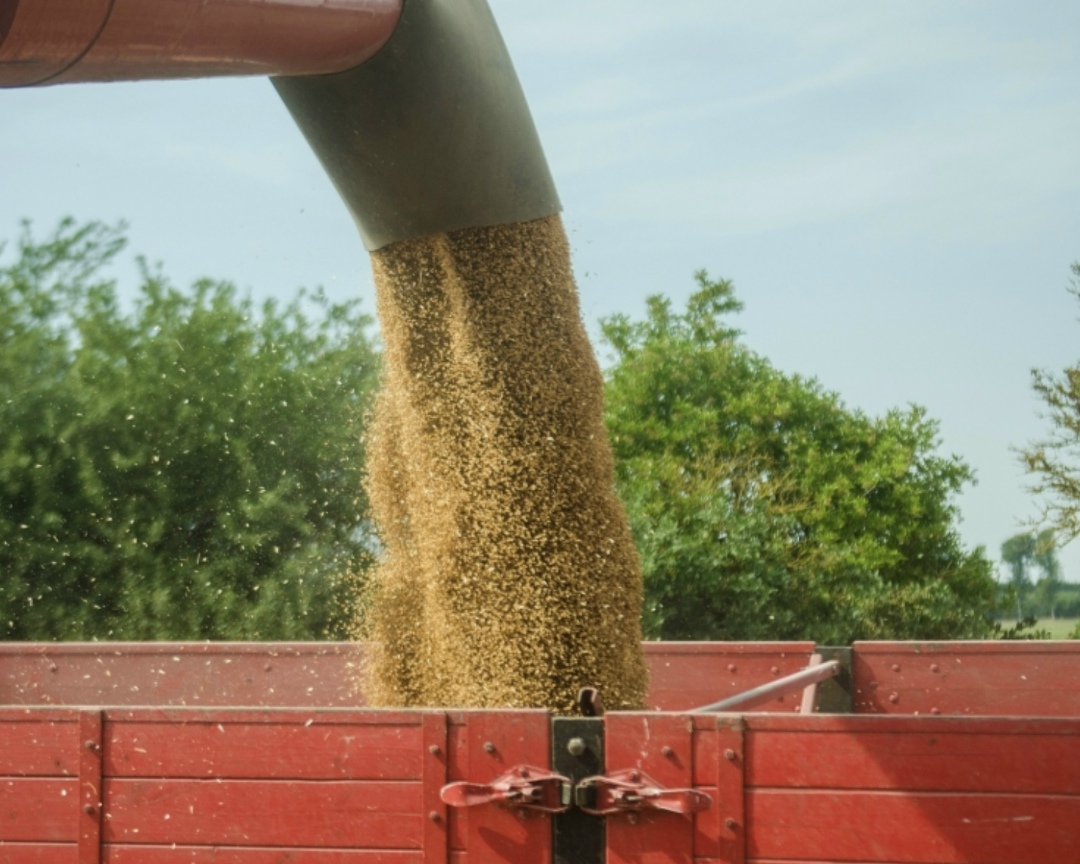 Минсельхоз в этом году ожидает увеличения сбора зерна, но все будет зависеть от погоды