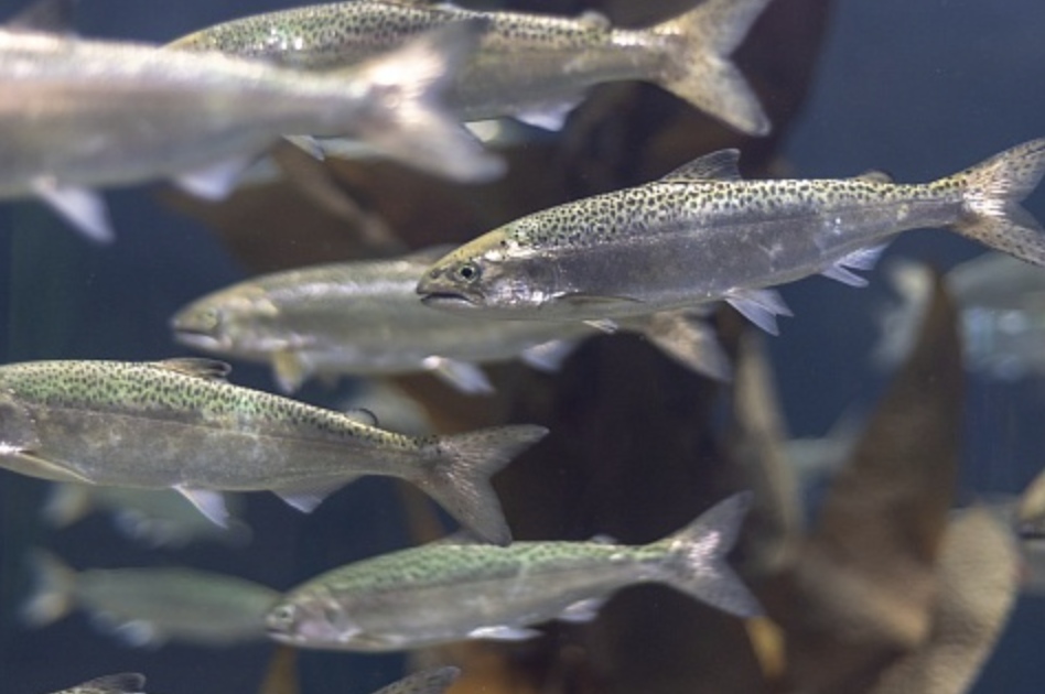 Минсельхоз предложил пересмотреть приоритетность в предоставлении квот для подведомственных Росрыболовству структур. Квоты предназначены для осуществления…