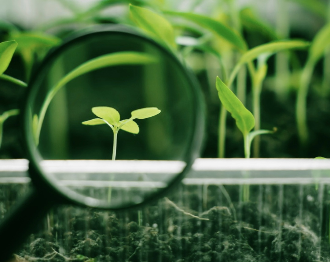 Национальный семенной альянс уверен, что федеральная государственная система «Семеноводство», запущенная в 2024 году, поможет в борьбе с фальсифицированными…