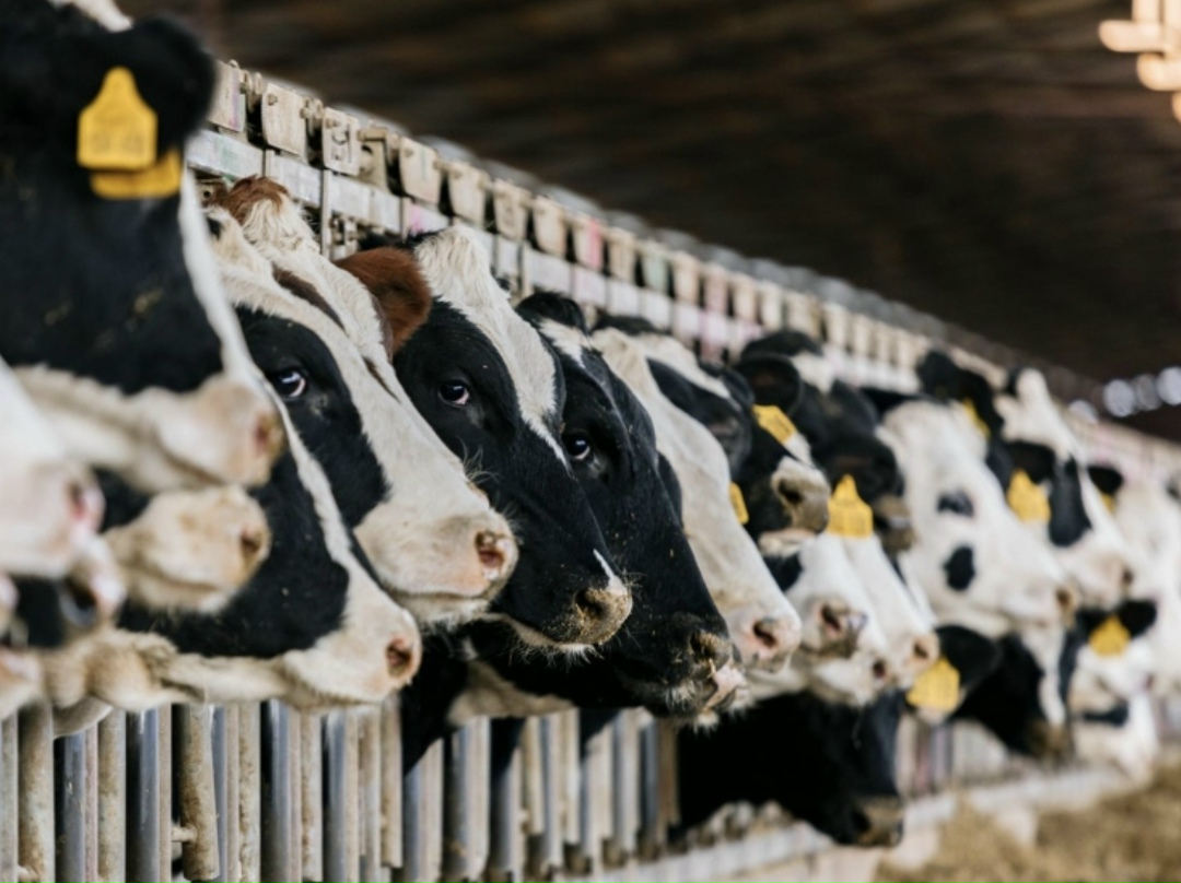 В Кировской области планируется построить белорусский завод по переработке молока. Об этом рассказал губернатор региона Александр Соколов по итогам встречи с…