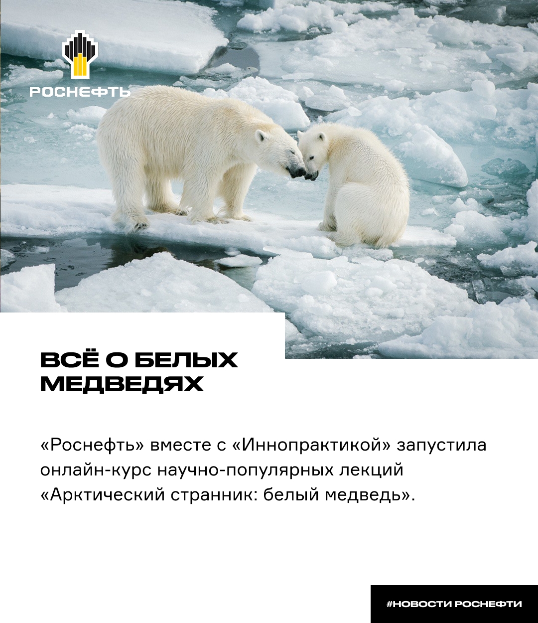 Всё о белых медведях «Роснефть» вместе с «Иннопрактикой» запустила онлайн-курс научно-популярных лекций «Арктический странник: белый медведь».