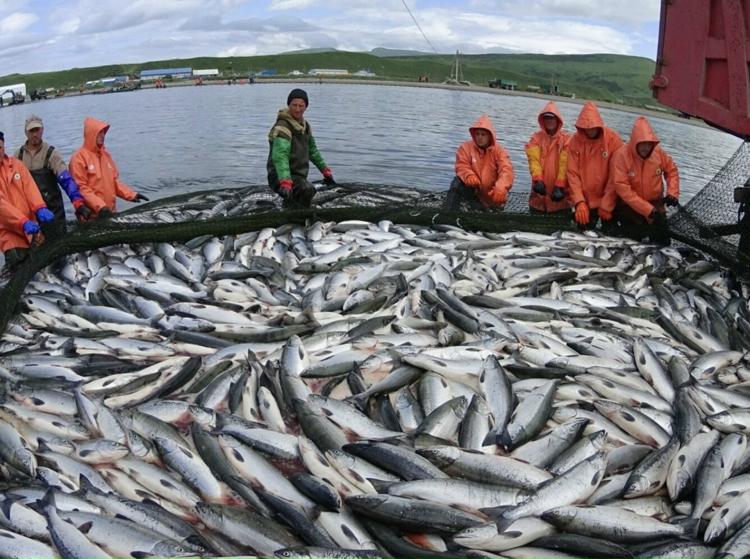 Генпрокуратура обратилась в суд с иском к рыбодобывающим компаниям из Хабаровского края о взыскании 6,8 млрд руб. за незаконный вылов водных биоресурсов, пишет…