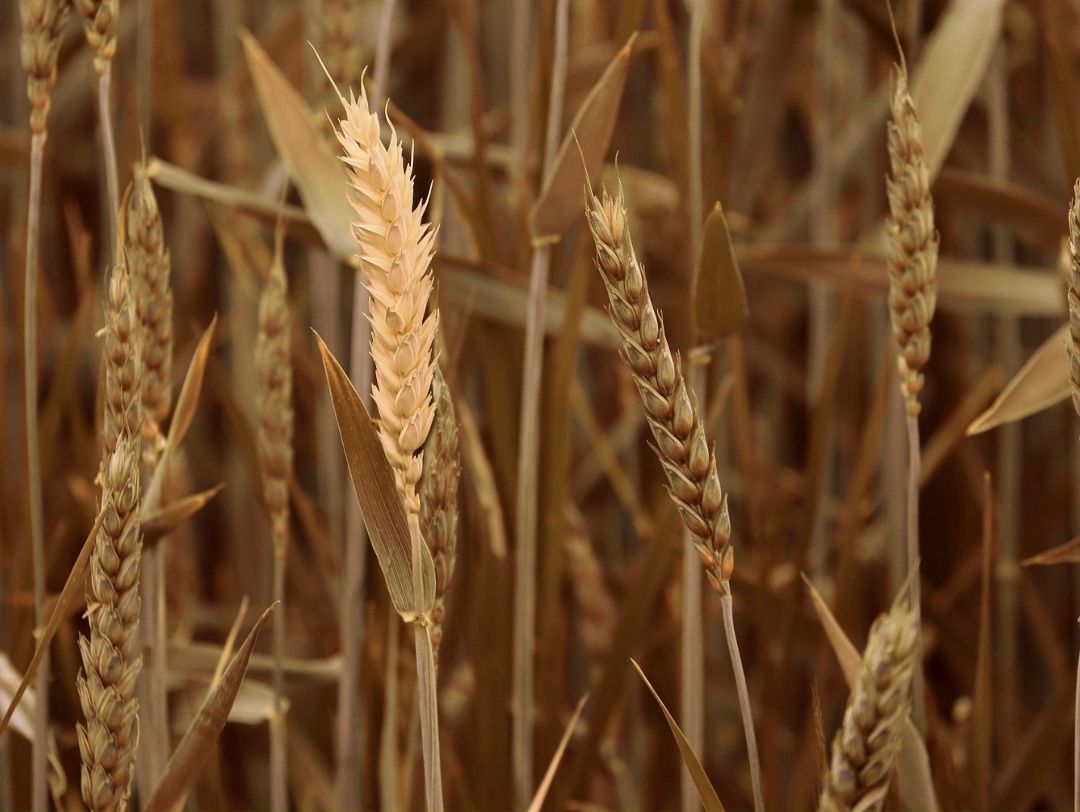 Аналитический центр «СовЭкон» не исключает дальнейшего снижения цен на пшеницу внутри страны в отдаленных от портов регионах. Однако из-за высокой стоимости…