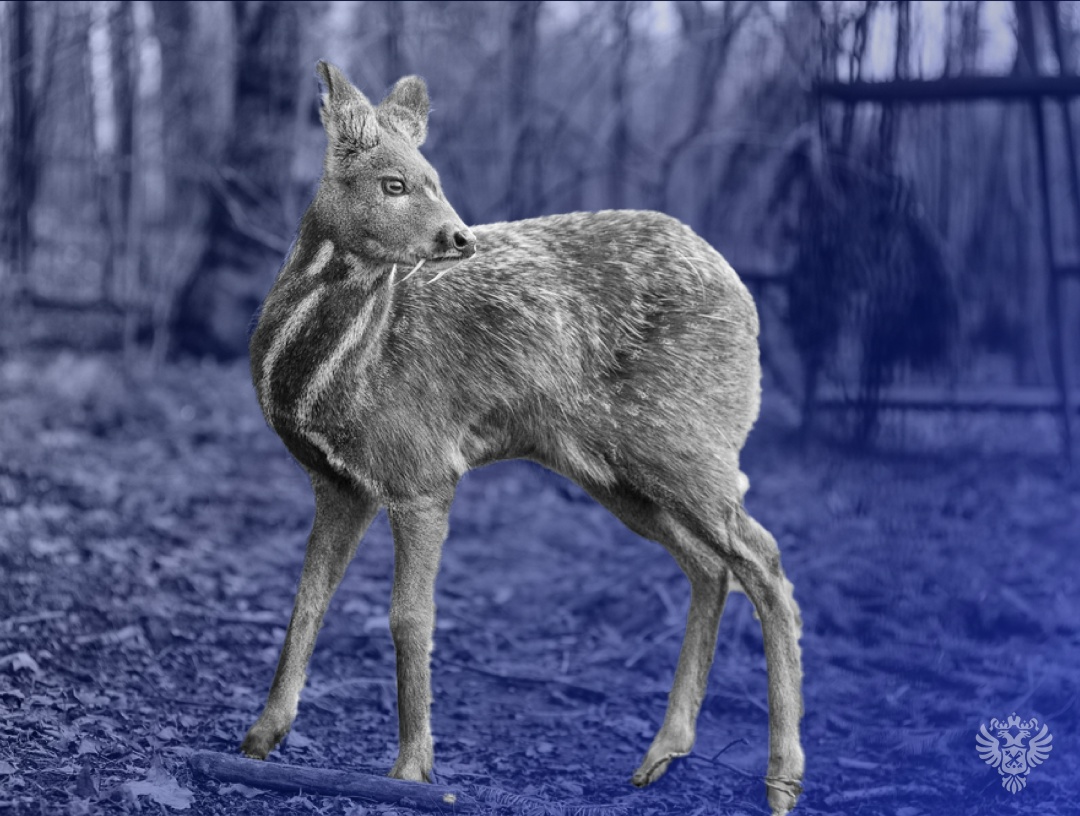 На прошлой неделе большое внимание получили результаты проверки по созданию научно-клинической лаборатории с питомником для разведения и содержания кабарги.