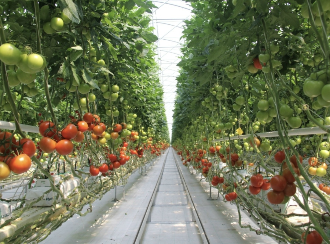 «ЭКО-культура» планирует завершить строительство первого в России селекционно-семеноводческого центра по промышленному производству семян томатов в четвертом…