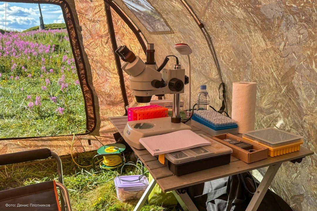 Тысячу лет вдали от «дома» Стартовал новый, лабораторный, этап исследований уникального краснокнижного эндемика — кильдинской трески.